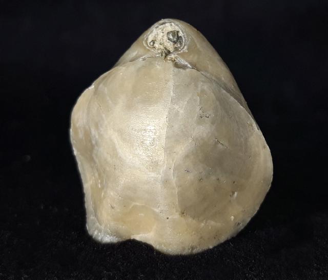 Sellithyris subsella LEYMERIE 1846 - Bild © FossNet FossilienStore